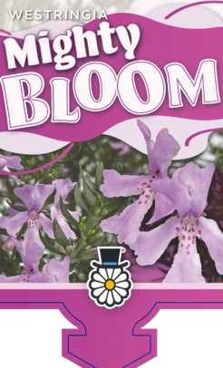 Westringia Mighty Bloom 140mm
