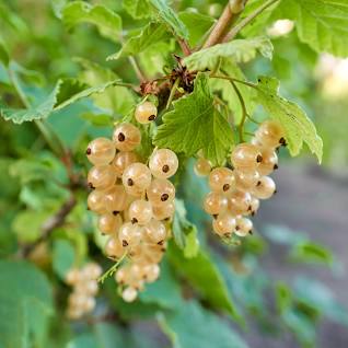 White Currant 18lt