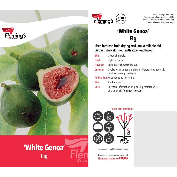 White Genoa bare root