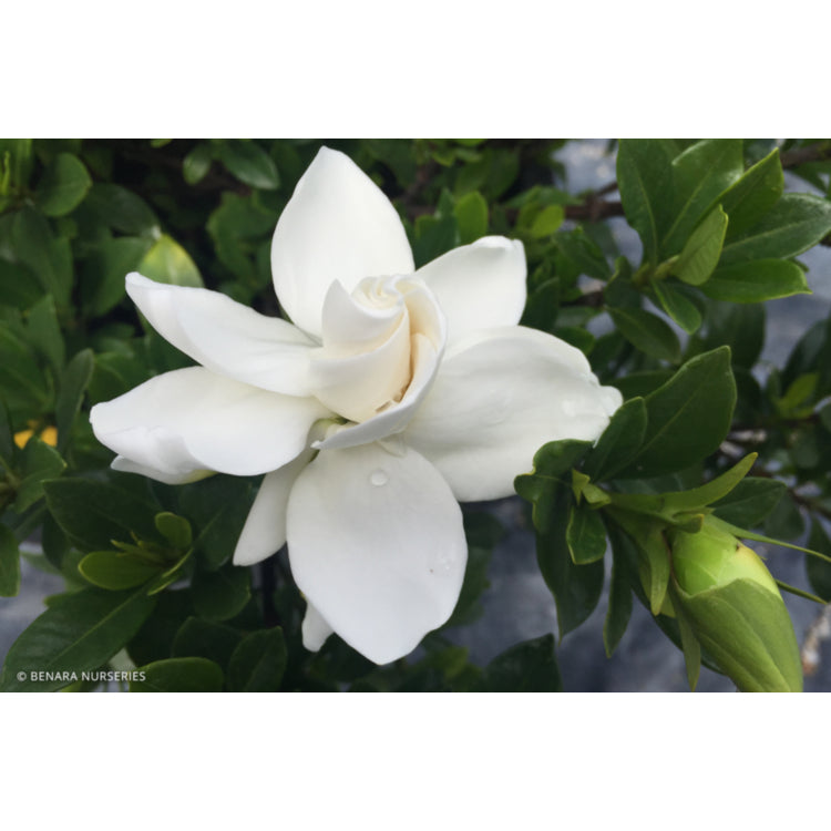 Gardenia White Goddess 17cm