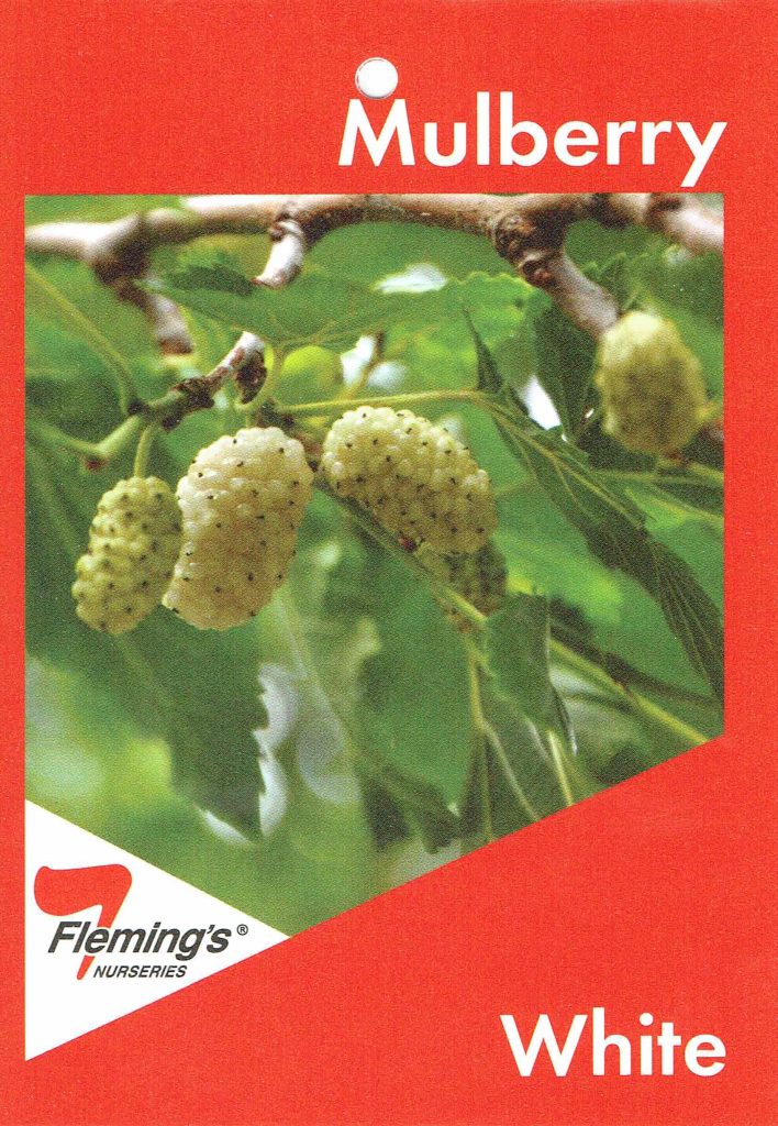 Morus Alba White Mulberry bare root