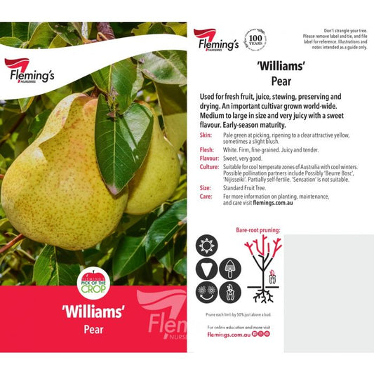 Williams Pear bare root