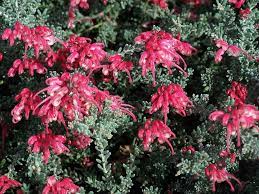 Grevillea Winter Delight 18cm