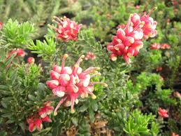 Grevillea Winter Wonder 140mm