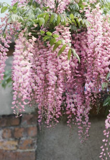 Japanese Wisteria Kuchibeni Advanced bare root