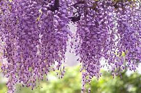 Wisteria Royal Purple bare root only