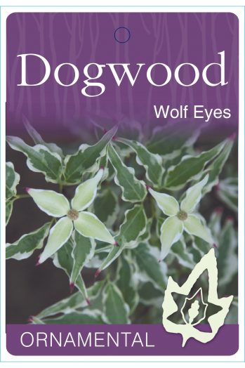 Cornus Wolf Eyes bare root