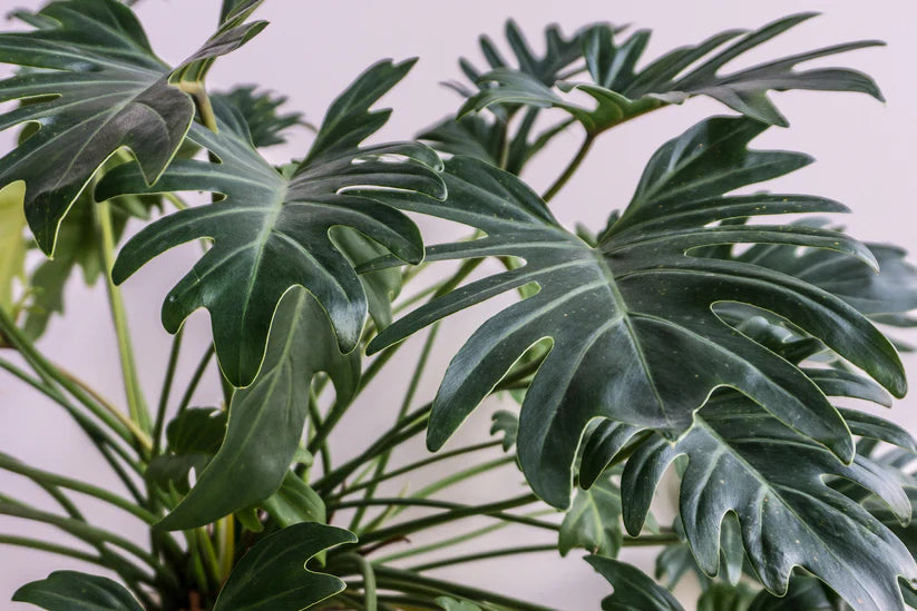 Philodendron Xanadu