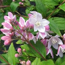 Deutzia X Rosea 20cm