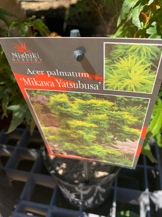 Acer Palmatum Mikawa Yatsabusa 140mm