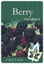 Youngberry 5lt – Bigga Trees