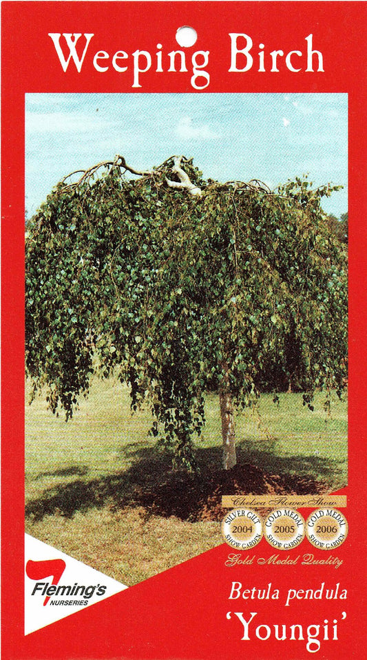 Pendula Youngii 50lt