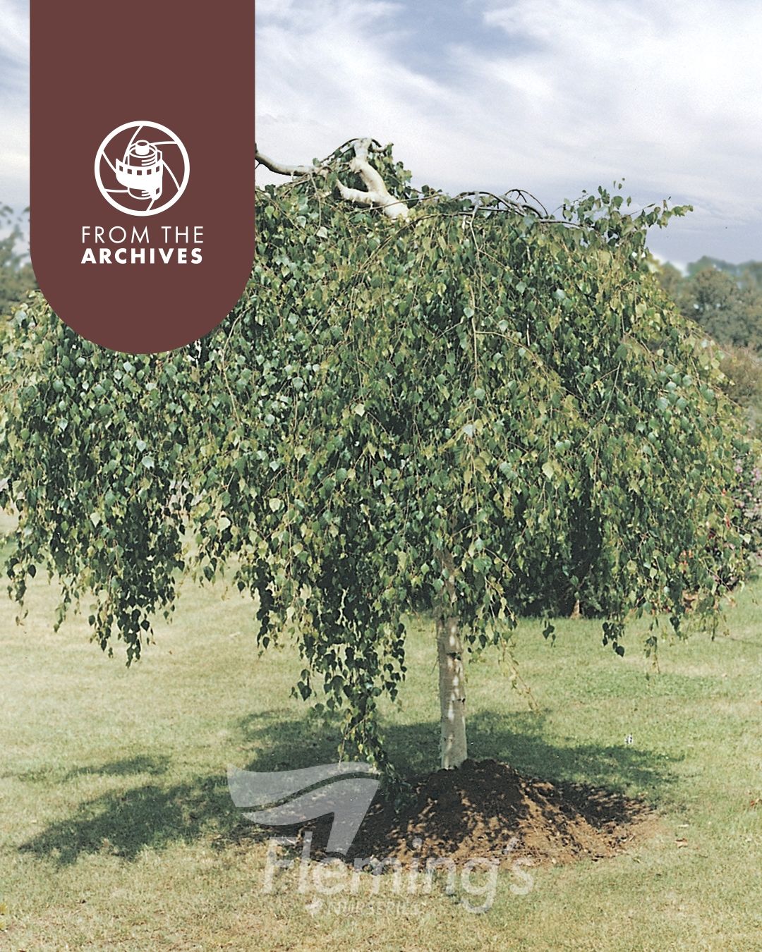 Betula pendula Youngii bare root