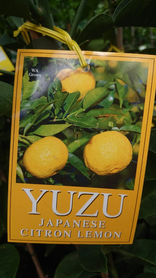 Yuzu Dwarf 24lt