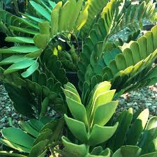 Zamia Furfuracea 4.5lt