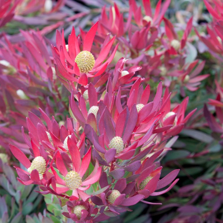 Leucadendron Zoe 175mm