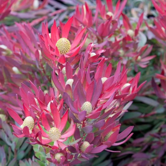 Leucadendron Zoe 175mm