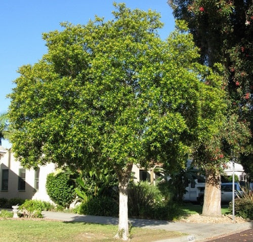Tristianiopsis Laurina
