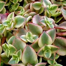 Crassula Undulate 18cm
