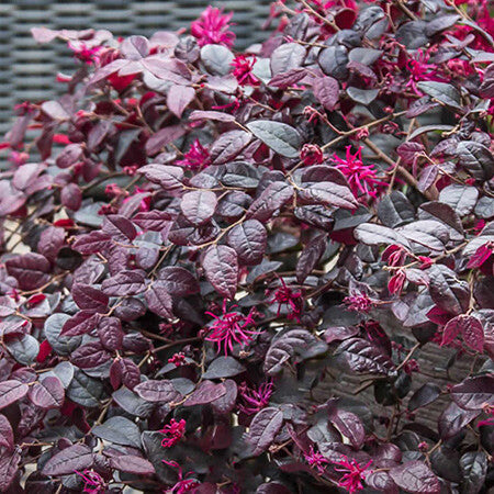 Loropetalum Plum Gorgeous 170mm