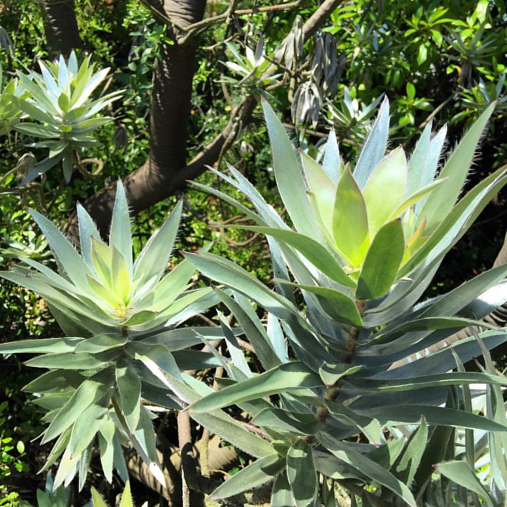 Silver Tree