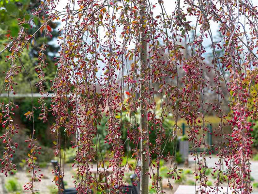 Weeping Crab Apple