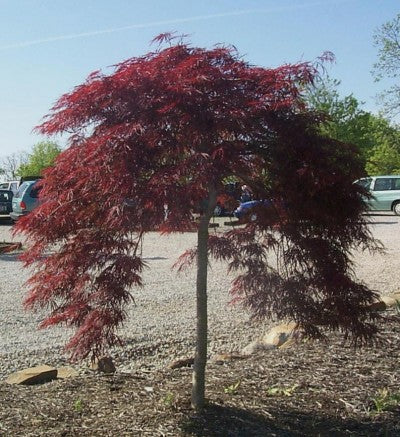 Dissectum Atropurpureum 50lt