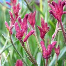 Kangaroo Paw Bush Elegance