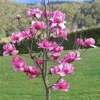 Magnolia Felix 18lt