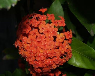 Ixora Chinensis Prince of Orange