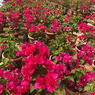 Bouganvillea Mrs Louis Wathen 5lt