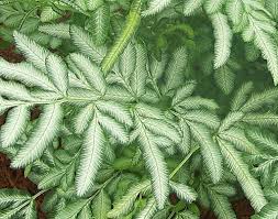 Silver Lace Fern