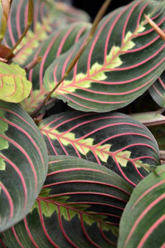 Red Vein Maranta