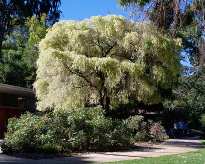 Agonis Flexuosa Veregated