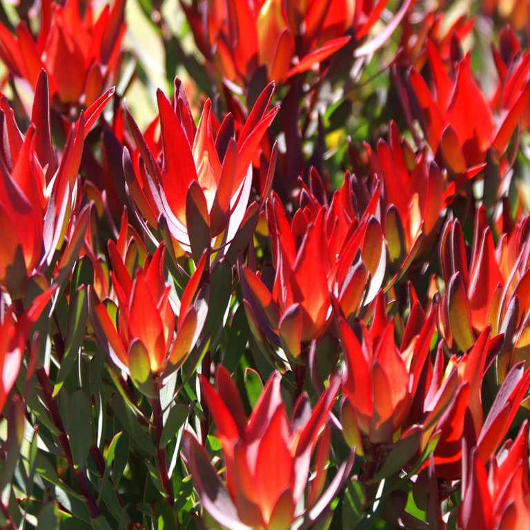 Leucadendron Red Devil