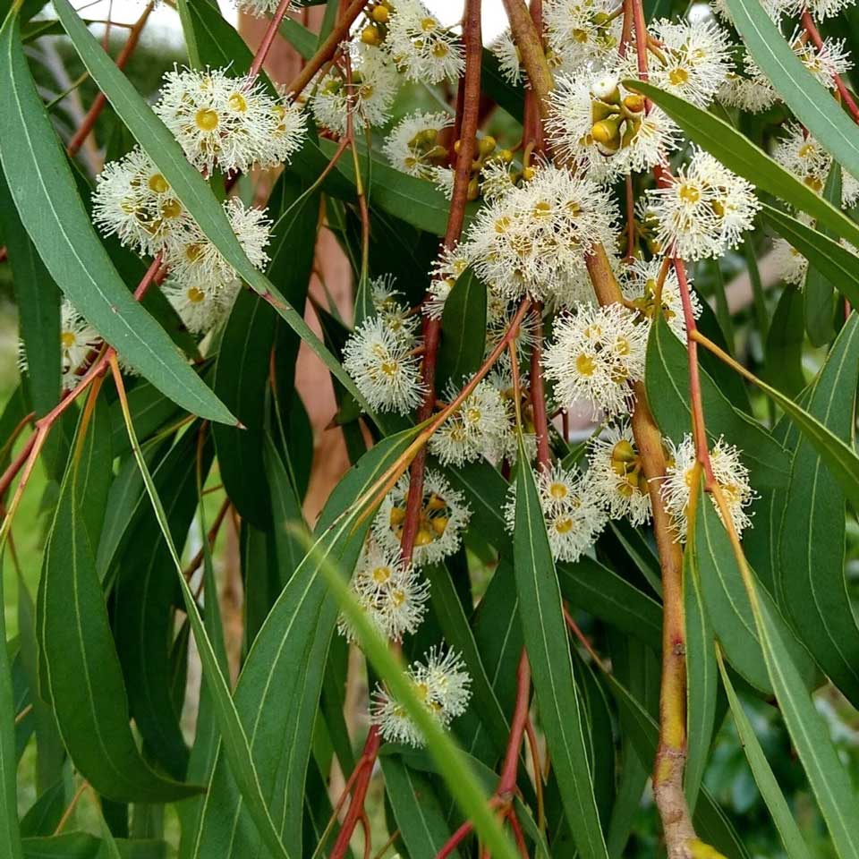 Eucalyptus Nicholii