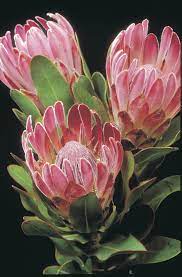 King Protea Pink