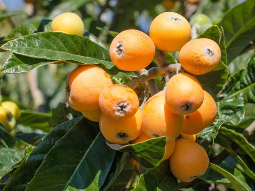 Loquat - Chatsworth 6lt