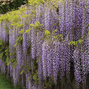 Wisteria Royal Purple