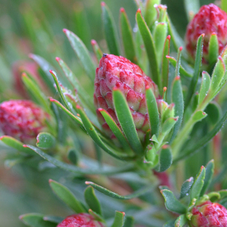 Leucadendron Strawberry Fair