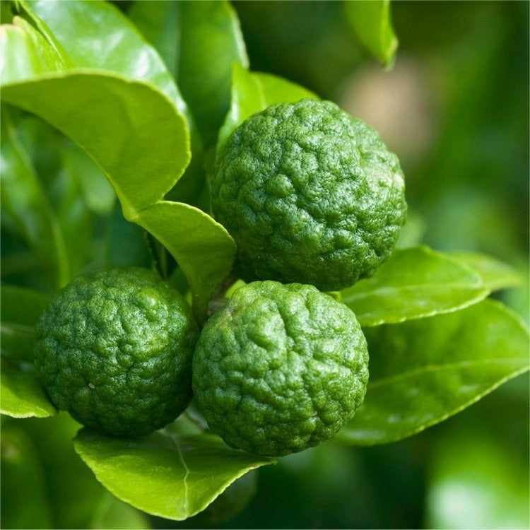 Kaffir Lime