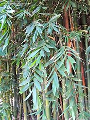 Bambusa Oldhamii 5lt