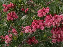 Grevillea Tucker Time Fruit Box 180mm