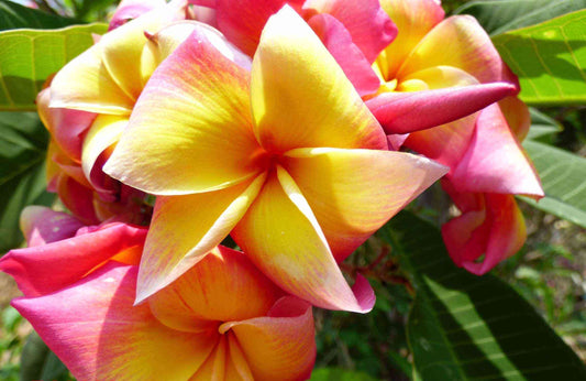 Diana (grafted) 4.5lt