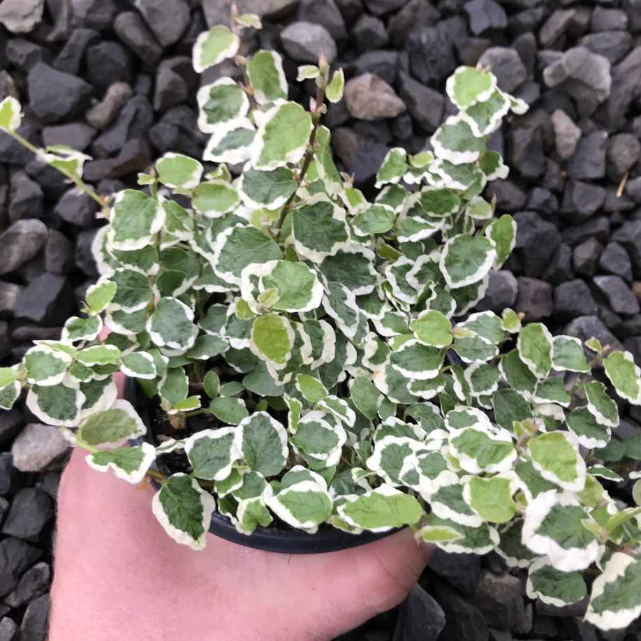 Ficus Pumila Variegated