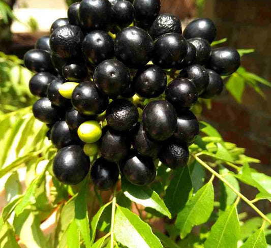 Murraya Koenigii Curry Leaf