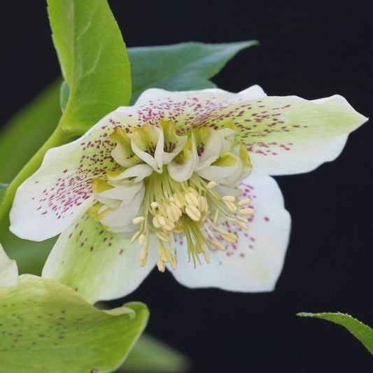 Hellebore White Tutu