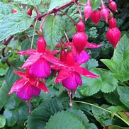 Fuchsia Beacon Small