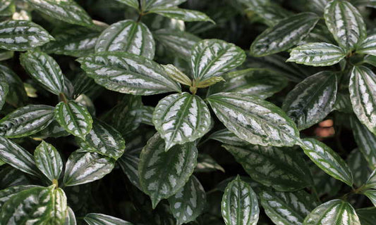 Pilea - Aluminium Plant