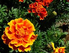 Marigold Dwarf Double Mixed